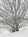 Snow, Blackheath P1070023